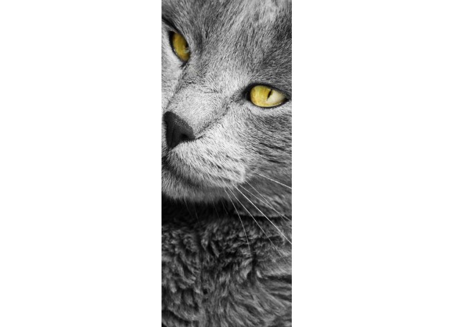 Наклейка на дверь Макро портрет красивого серого кота